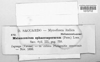 Arthrinium phaeospermum image